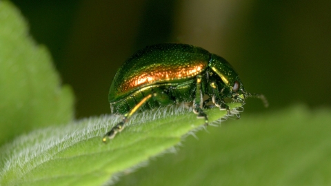 Tansy Beetle | The Wildlife Trust For Lancashire, Manchester And North ...